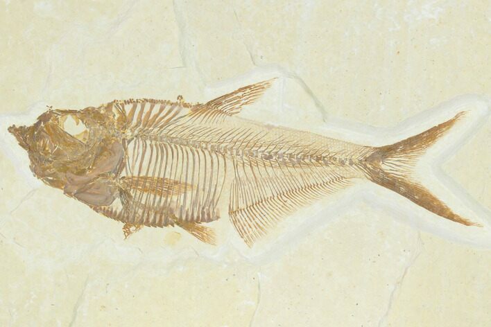 Fossil Fish (Diplomystus) - Green River Formation #122734